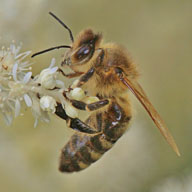 养蜂资讯