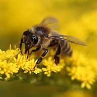 蜜蜂专题